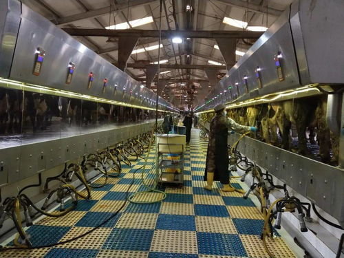 首農(nóng)食品集團(tuán) 行業(yè)機(jī)械裝備與養(yǎng)殖工藝深度融合，特色案例入選全國典型